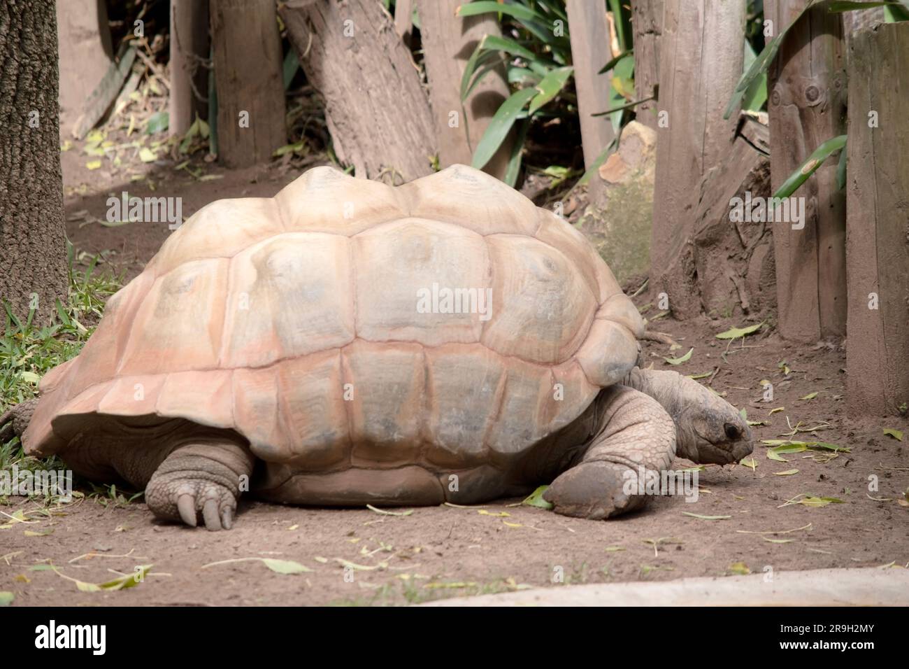 Les tortues géantes ont des jambes épaisses et de petites chambres à air à l'intérieur de leurs coques qui aident à tenir leurs corps massifs. Banque D'Images