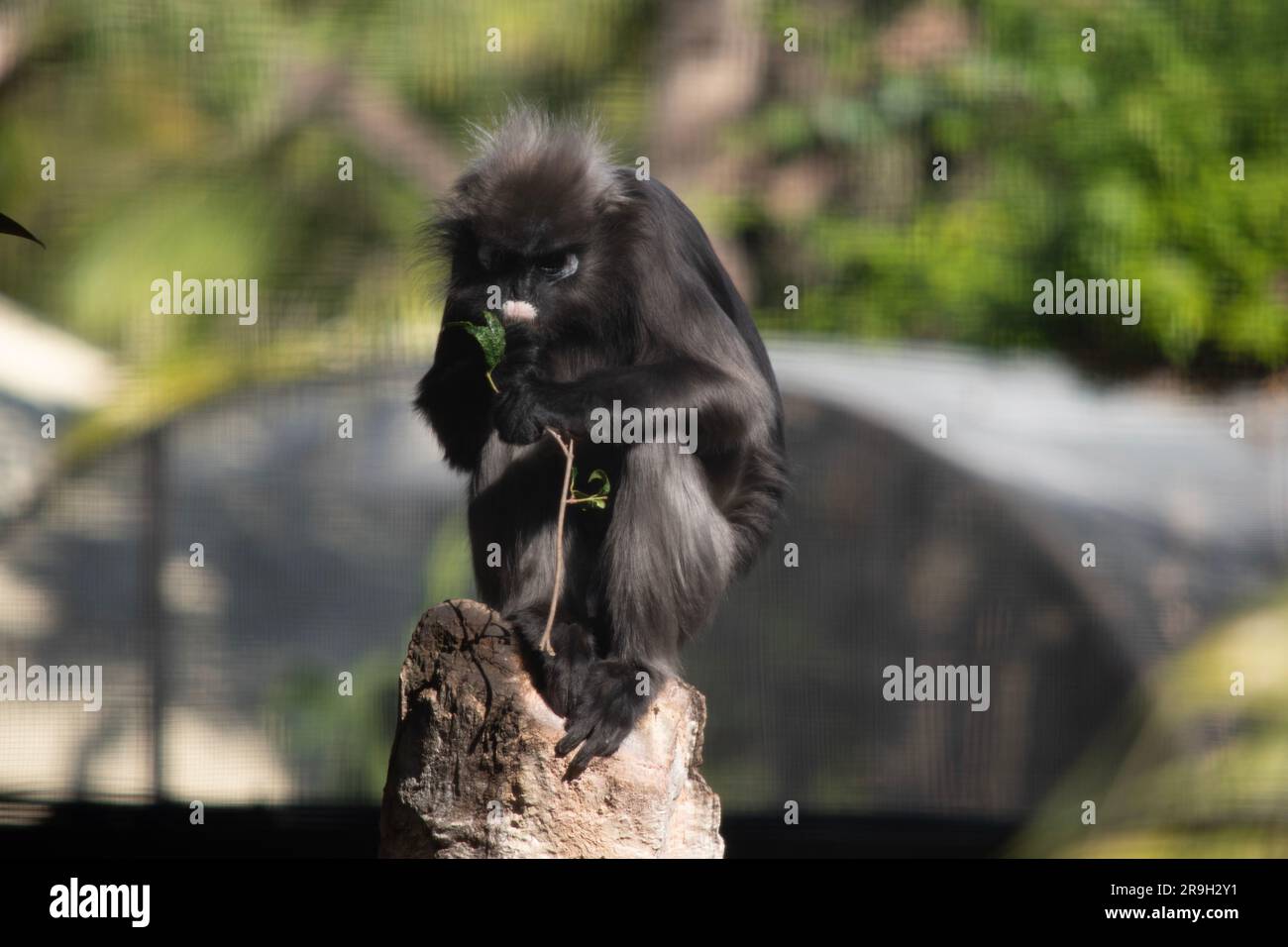 Les singes-feuilles sont généralement de couleur grise et ont des taches blanches autour de leurs yeux et de leur bouche. Banque D'Images