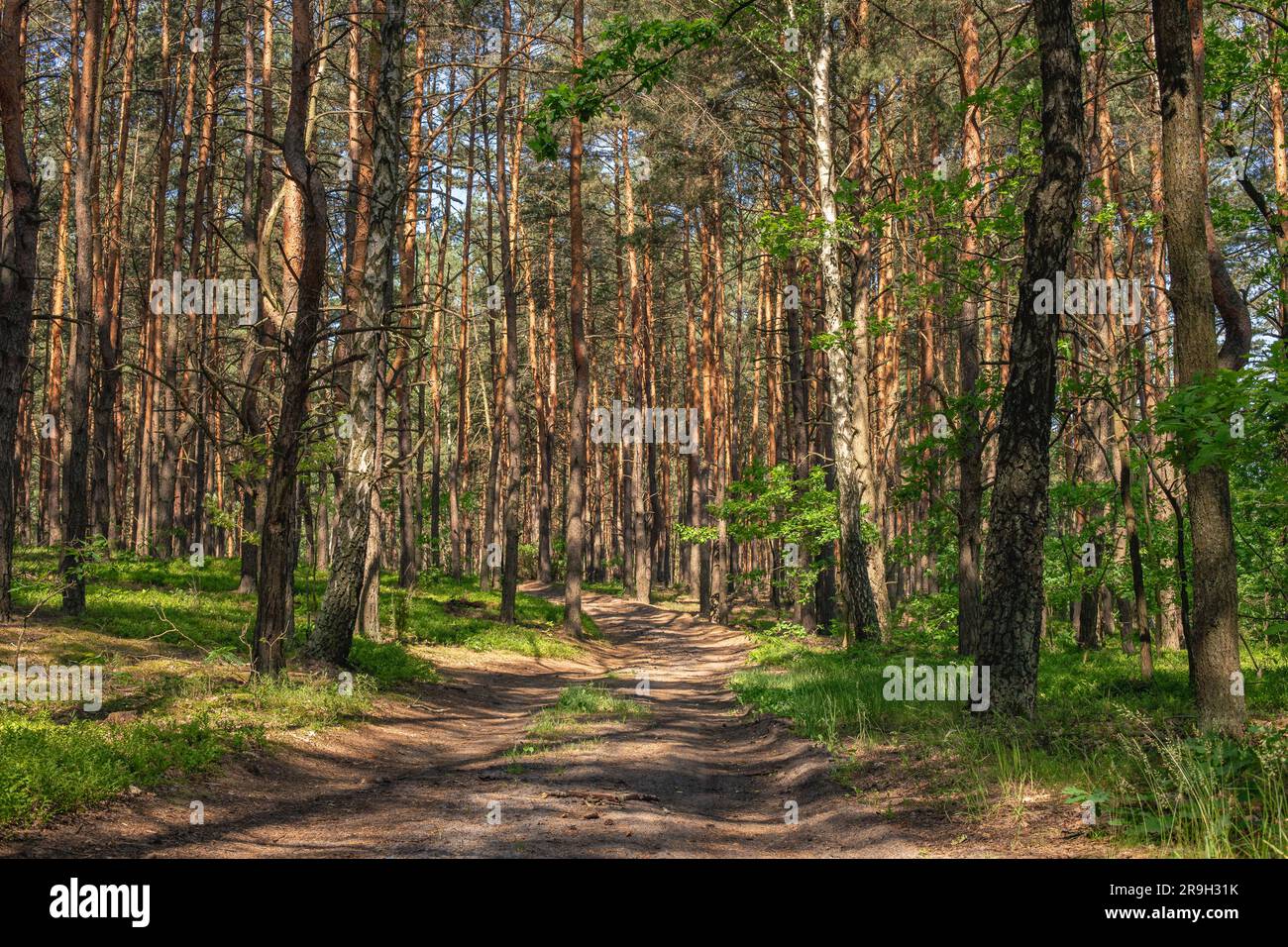 Forêt de pins par une journée ensoleillée d'été. Route forestière. Paysage de l'Europe du Nord. Pologne Mazovia. Banque D'Images
