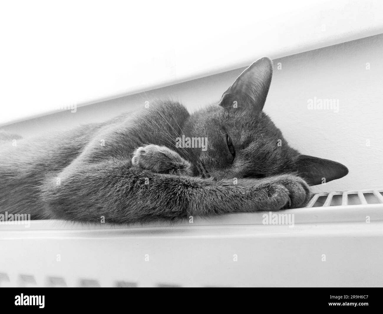 Un chat domestique noir et blanc s'est enroulé dans un sommeil paisible Banque D'Images