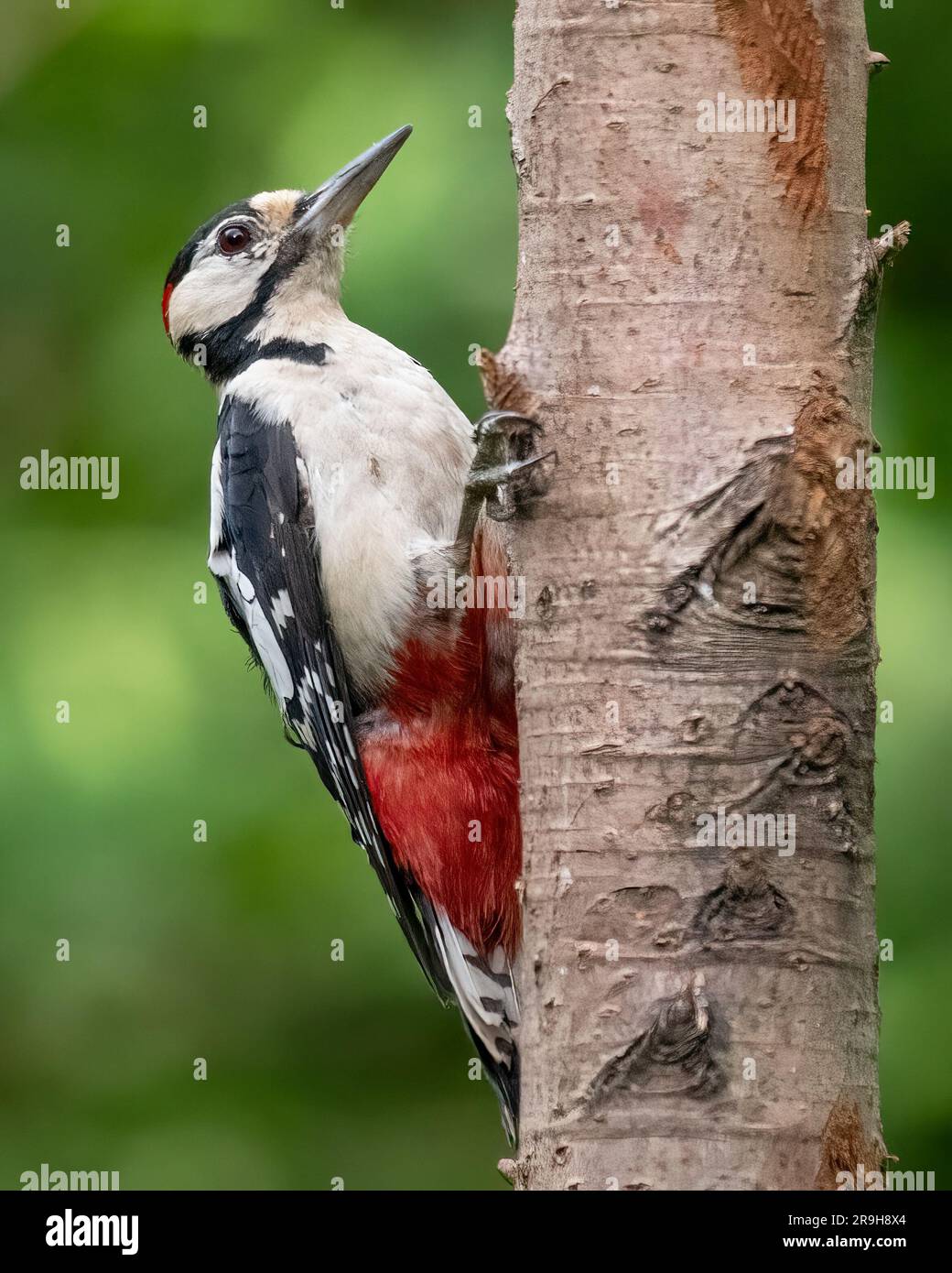 Great Spotted Woodpecker Banque D'Images