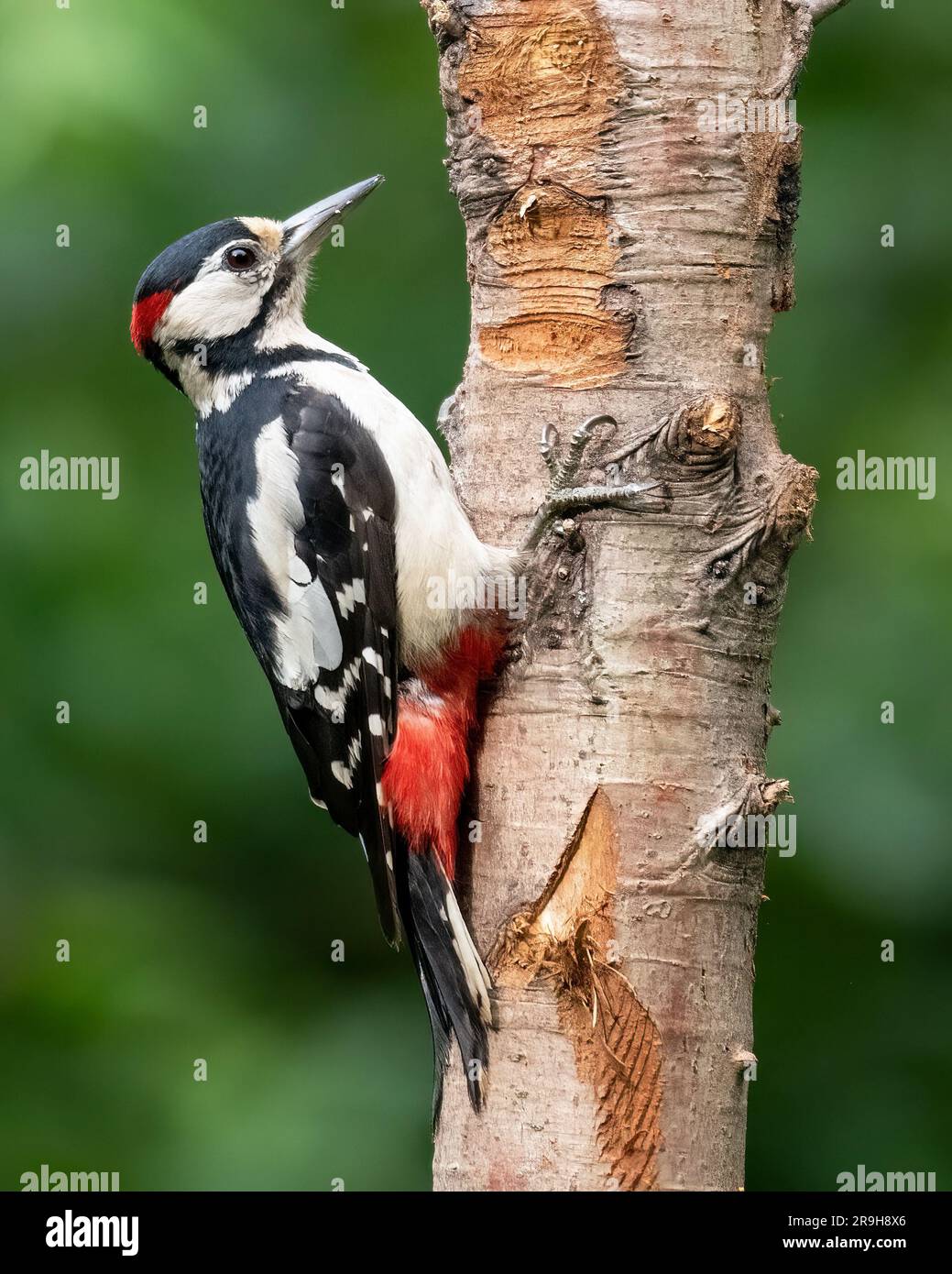 Great Spotted Woodpecker Banque D'Images