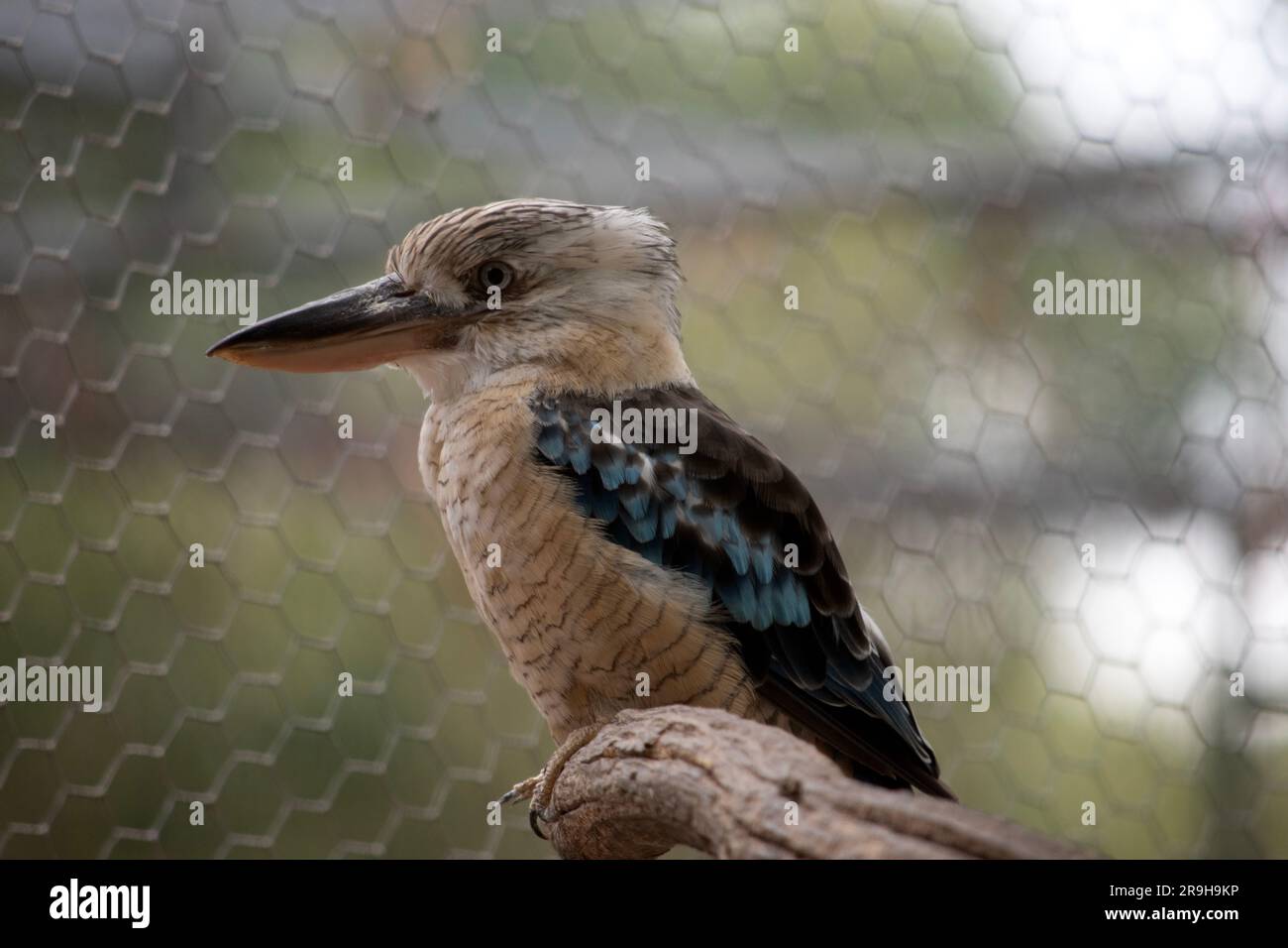 Le Kookaburra à ailes bleues est un grand kingfisher à tête carrée et longue. Il a un oeil pâle distinctif. La tête est blanc cassé avec le bro Banque D'Images