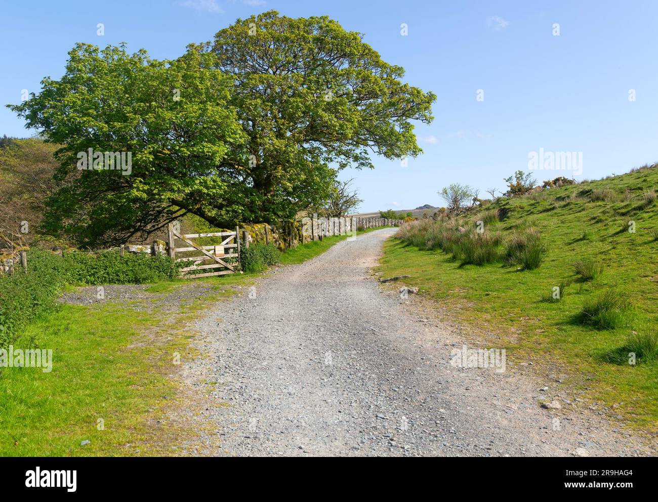 Sentier de randonnée West Dart Valley Walk, de près de Two Bridges, Dartmoor, Devon, Angleterre, Royaume-Uni Banque D'Images