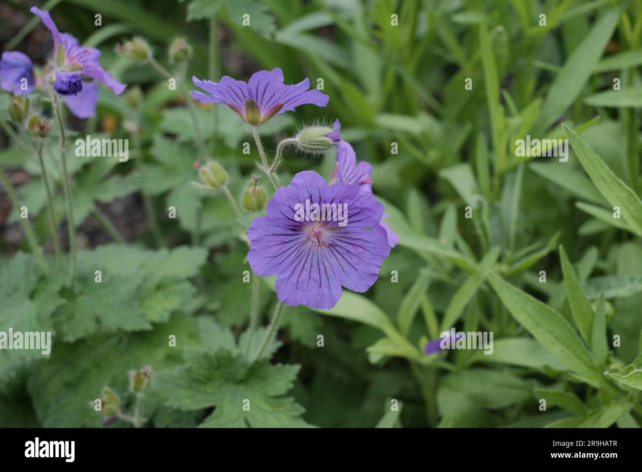 Capturez la beauté délicate du géranium des bois en pleine floraison, en présentant la palette vibrante de la nature dans un chef-d'œuvre floral. Banque D'Images
