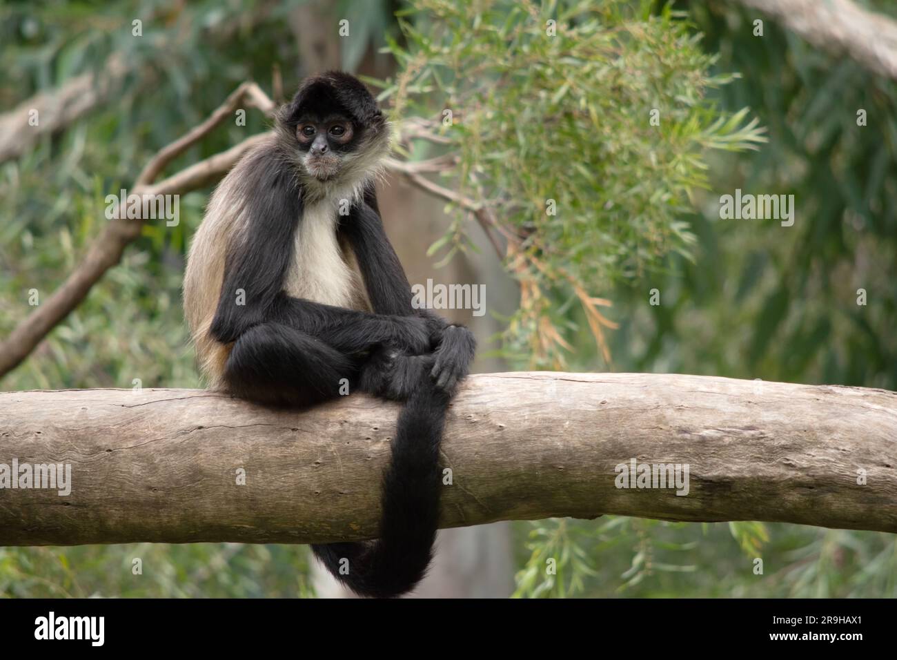 Le singe araignée a des mains sans pied, ce primate laiteux peut se déplacer rapidement à travers les arbres, en utilisant sa longue queue comme un cinquième membre. Banque D'Images