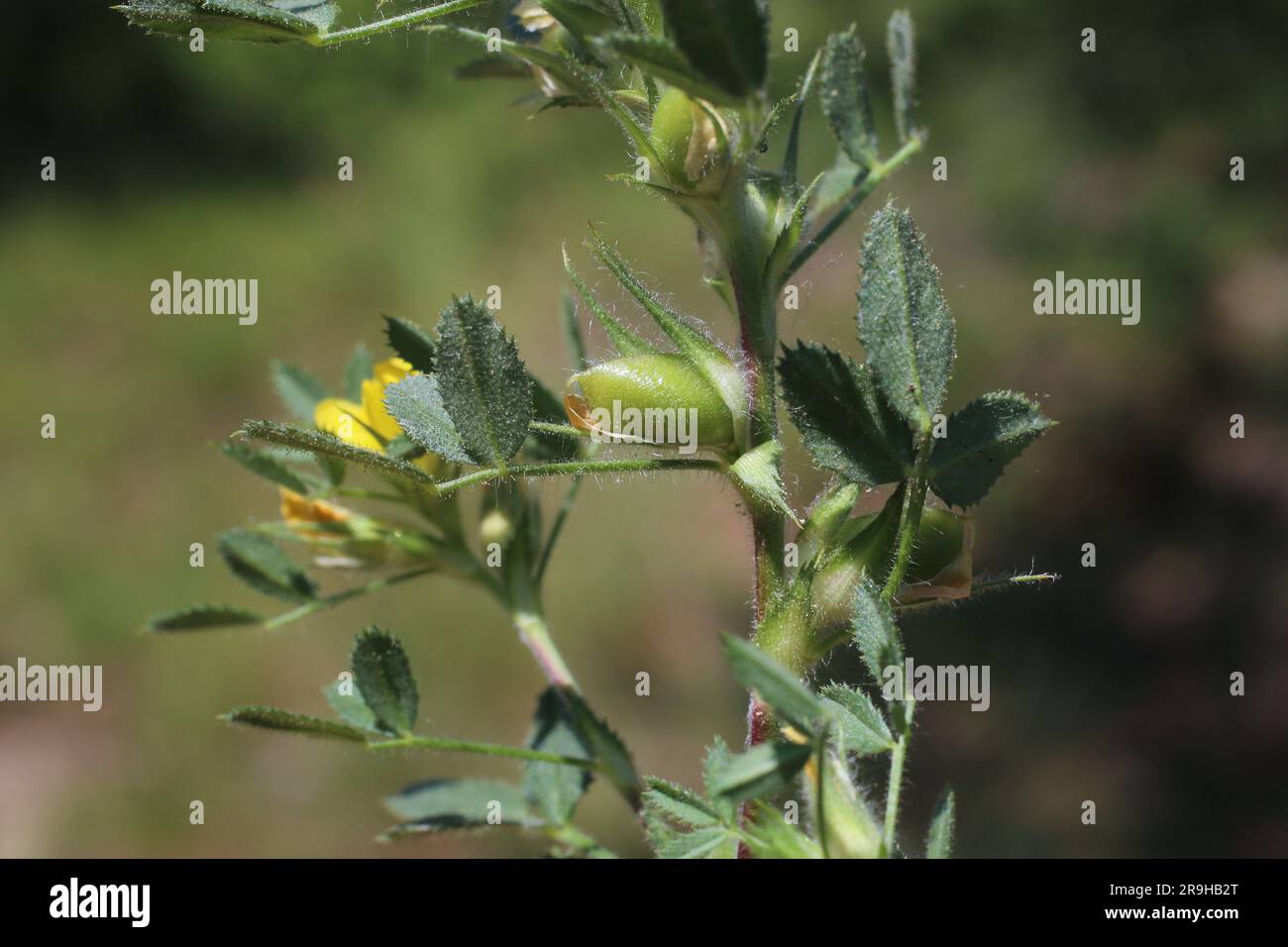 Ononis pusilla, Fabaceae. Plante sauvage en été. Banque D'Images