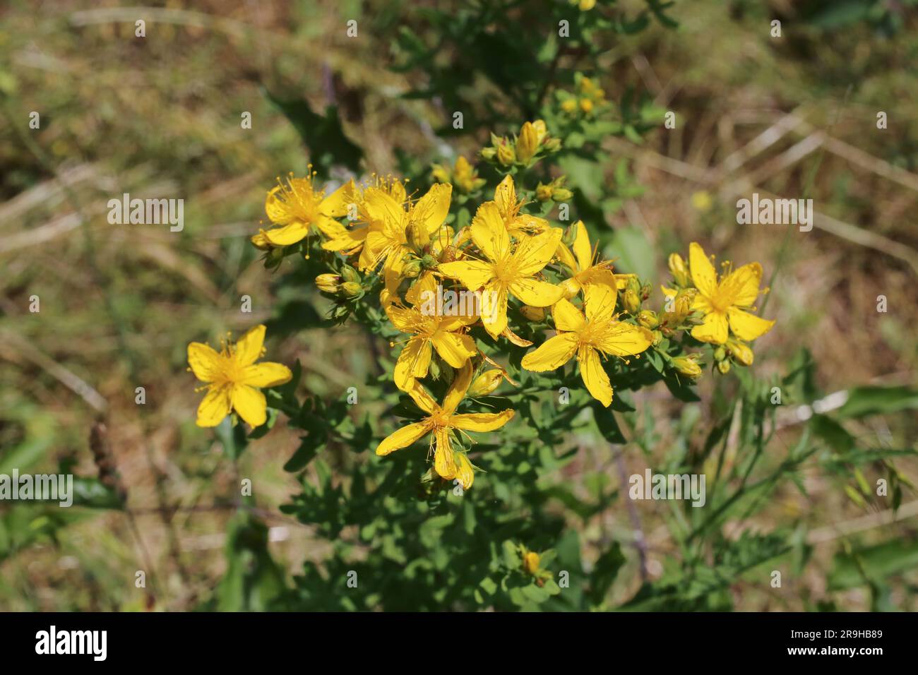 Hypericum perforatum, Clusiaceae. Plante sauvage en été. Banque D'Images