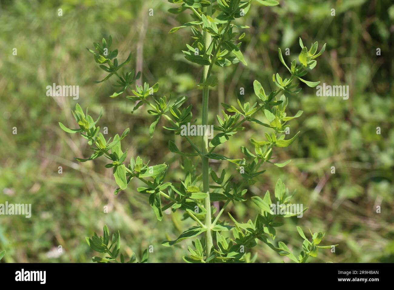 Hypericum perforatum, Clusiaceae. Plante sauvage en été. Banque D'Images