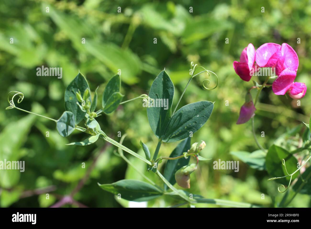 Lathyrus tuberosus, Fabaceae. Plante sauvage en été. Banque D'Images