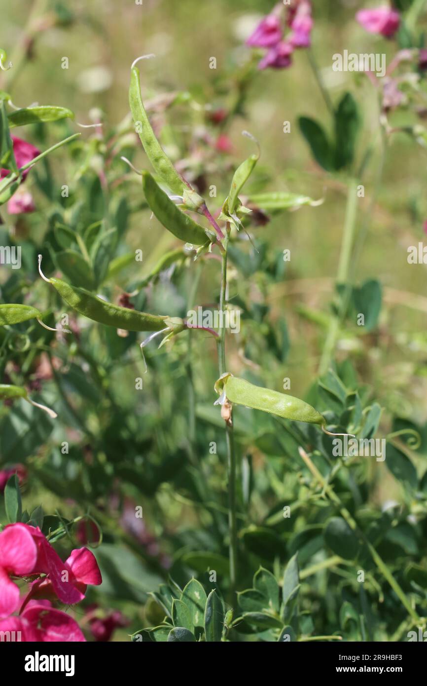 Lathyrus tuberosus, Fabaceae. Plante sauvage en été. Banque D'Images
