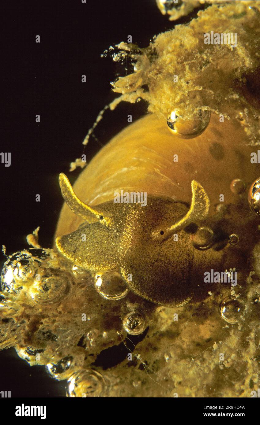 Escargot d'eau douce, escargot de boue en forme d'oeuf (Radix ovata), Bade-Wurtemberg, Allemagne, Europe Banque D'Images