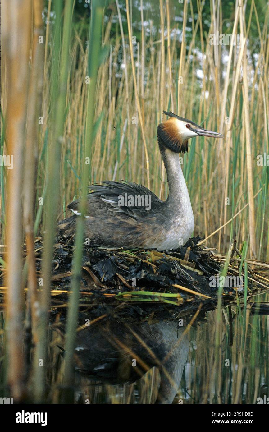 Grand Grebe à crête (Podiceps Statut), reproduction sur nid, Bade-Wurtemberg, Allemagne, Europe Banque D'Images