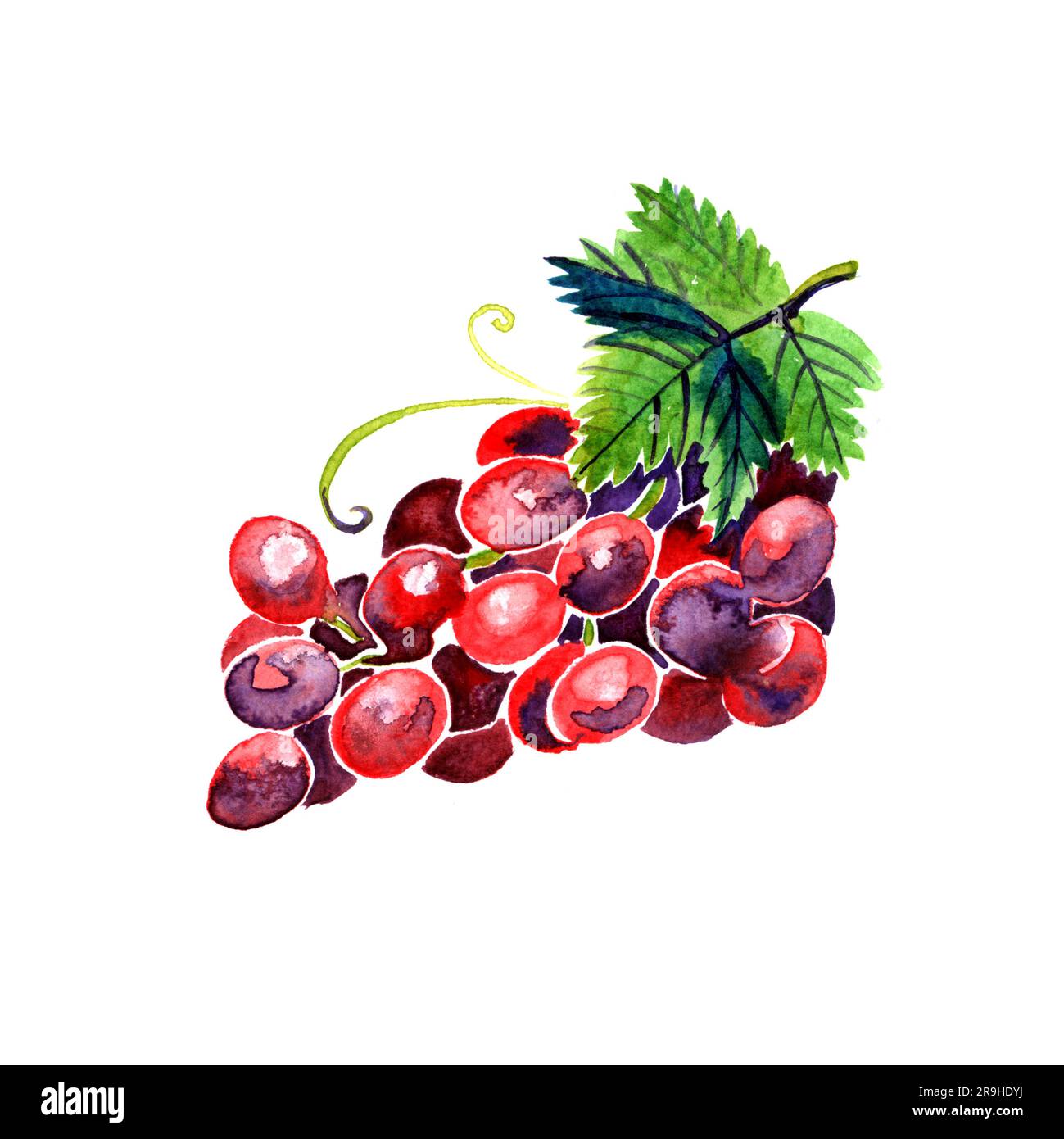 Aquarelle raisin rouge d'été sur fond blanc. Banque D'Images