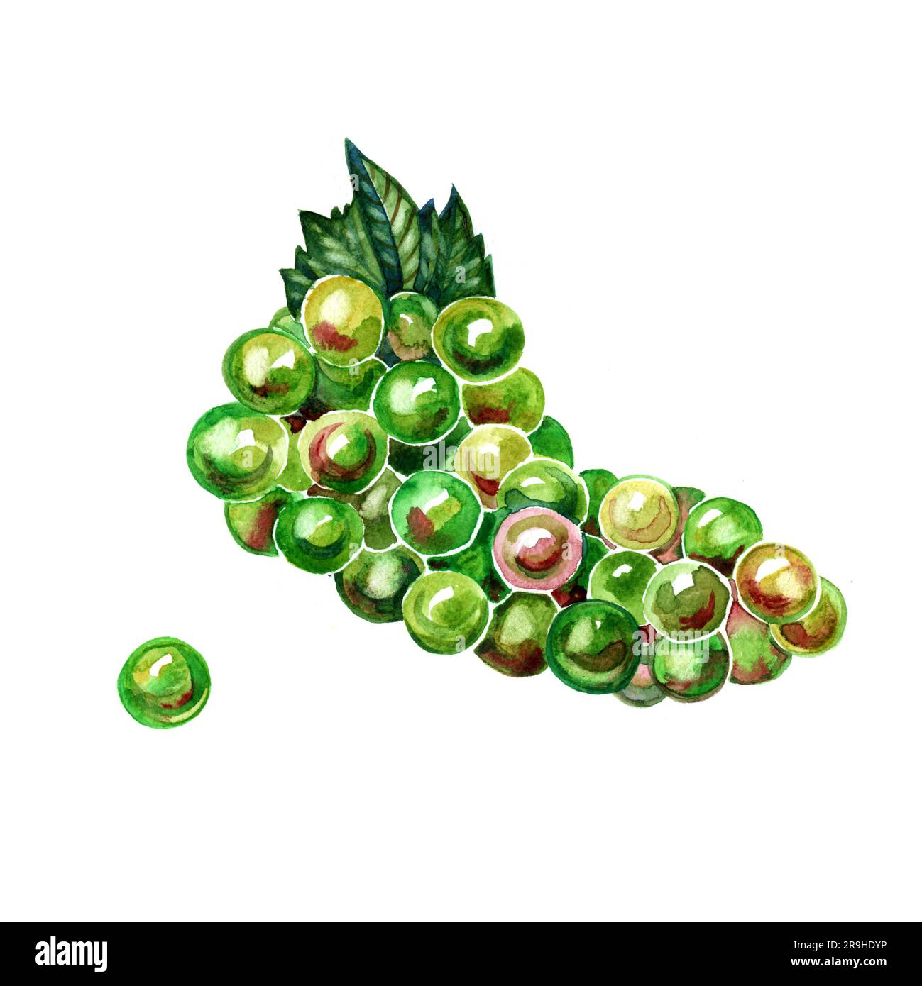 Pinceau aquarelle de raisins verts sur fond blanc. Banque D'Images