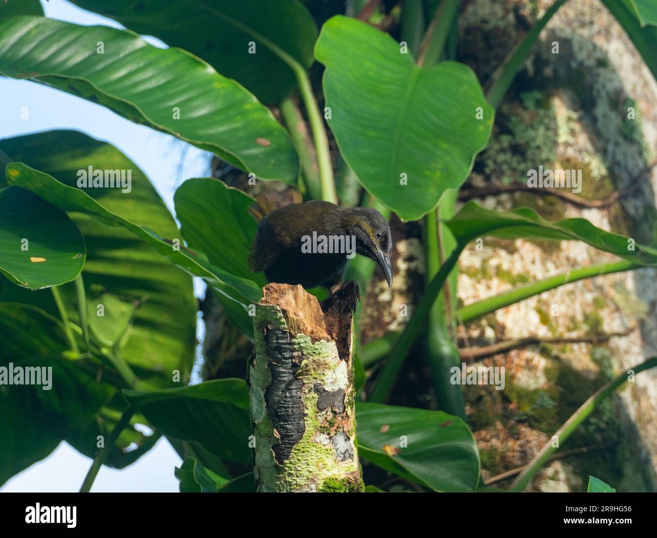 Mao, Gymnomyza samoensis, un oiseau honeyeater endémique que l'on trouve seulement au Samoa Banque D'Images