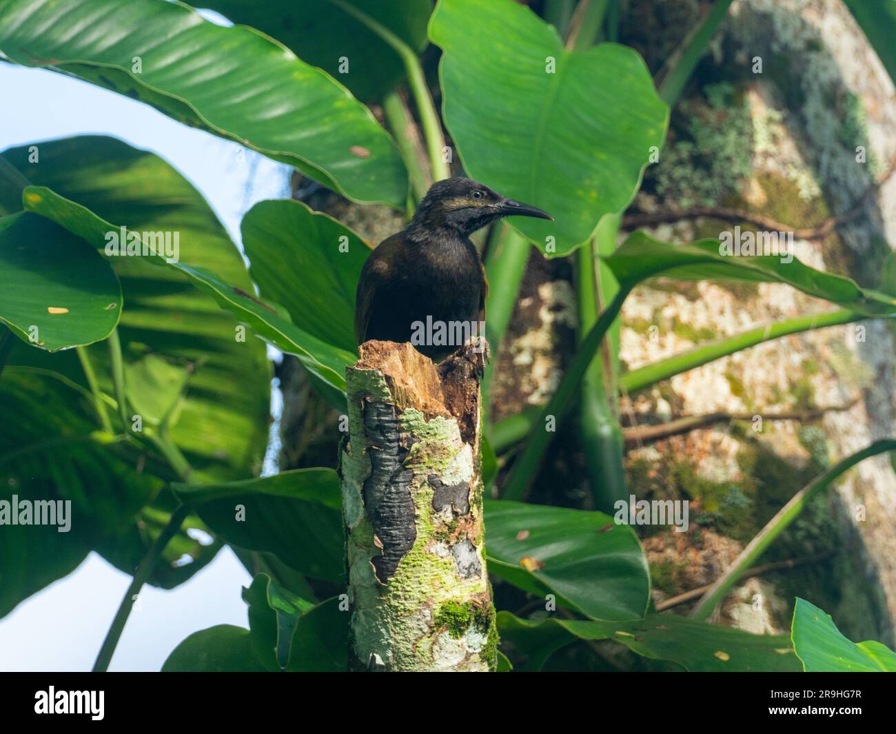 Mao, Gymnomyza samoensis, un oiseau honeyeater endémique que l'on trouve seulement au Samoa Banque D'Images