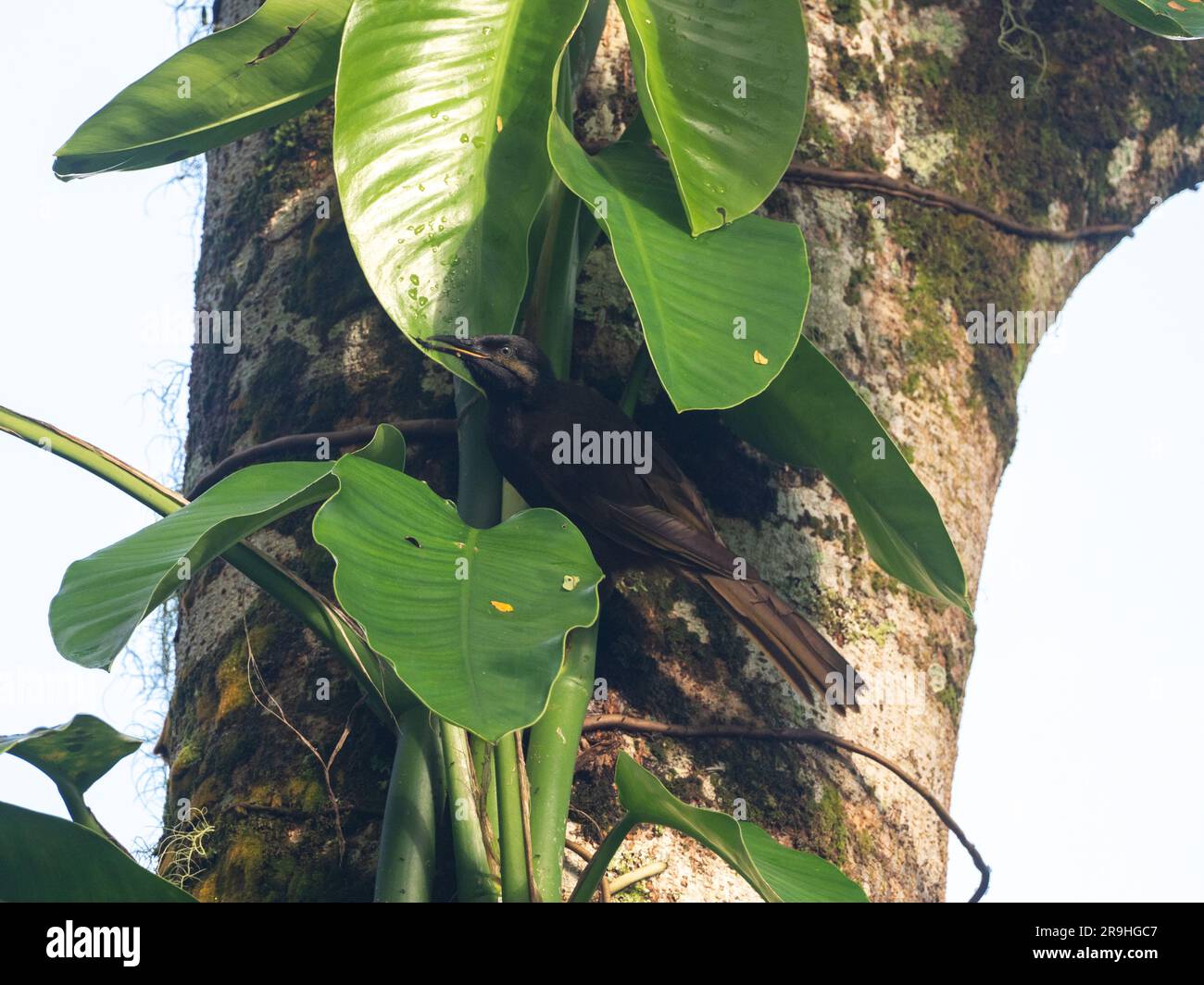 Mao, Gymnomyza samoensis, un oiseau honeyeater endémique que l'on trouve seulement au Samoa Banque D'Images