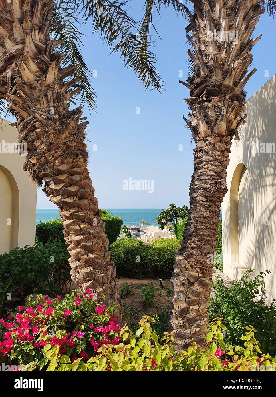 Palm Tree à Ra's al-Chaima, Émirats arabes Unis Banque D'Images