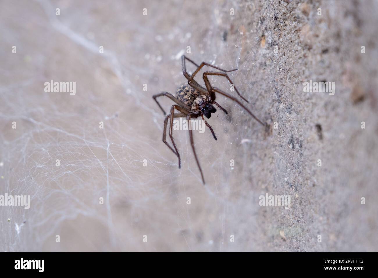 Grande araignée domestique sur une toile - Tegenaria domestica, en arrière-plan une pierre Banque D'Images