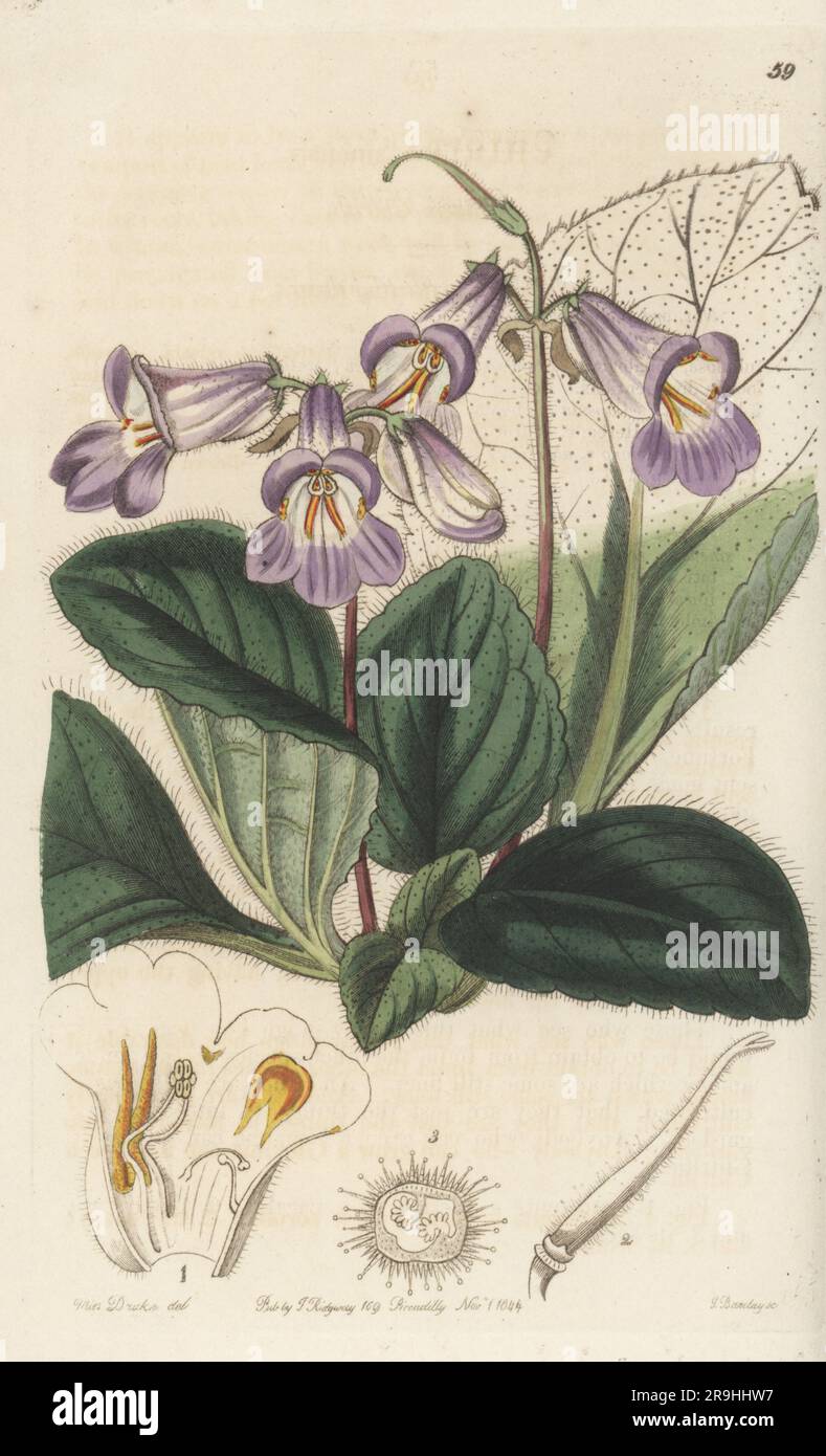 Primulina à feuilles de chêne nymphe, Primulina dryas. Originaire du nord de la Chine, trouvé par le chasseur de plantes écossais Robert Fortune lors d'un voyage en Chine pour la Société horticole. Chirita chinoise, Chirita sinensis. Gravure sur plaque de coperplate en couleur main par George Barclay à la suite d’une illustration botanique par Sarah Drake du registre botanique d’Edwards, suite par John Lindley, publié par James Ridgway, Londres, 1844. Banque D'Images