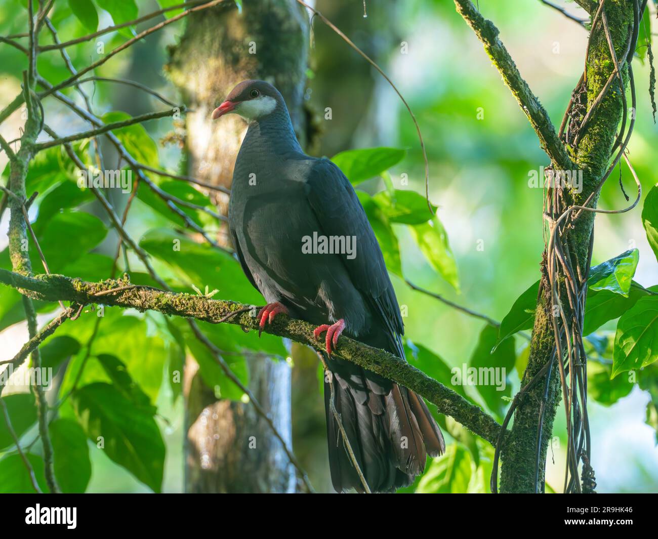 Pigeon métallique, Columba vitiensis, un bel oiseau trouvé sur les îles du Pacifique Banque D'Images