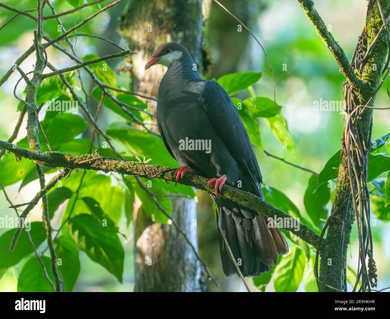 Pigeon métallique, Columba vitiensis, un bel oiseau trouvé sur les îles du Pacifique Banque D'Images