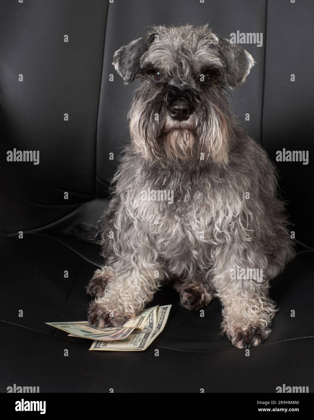 Un gros plan d'un chien schnauzer miniature est assis dans une chaise de  bureau et tient des billets de cent dollars sous sa patte. Peut être  utilisé comme analyse de concept métier