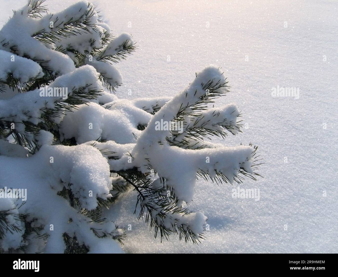 Branches de pin sous la neige, gros plan Banque D'Images