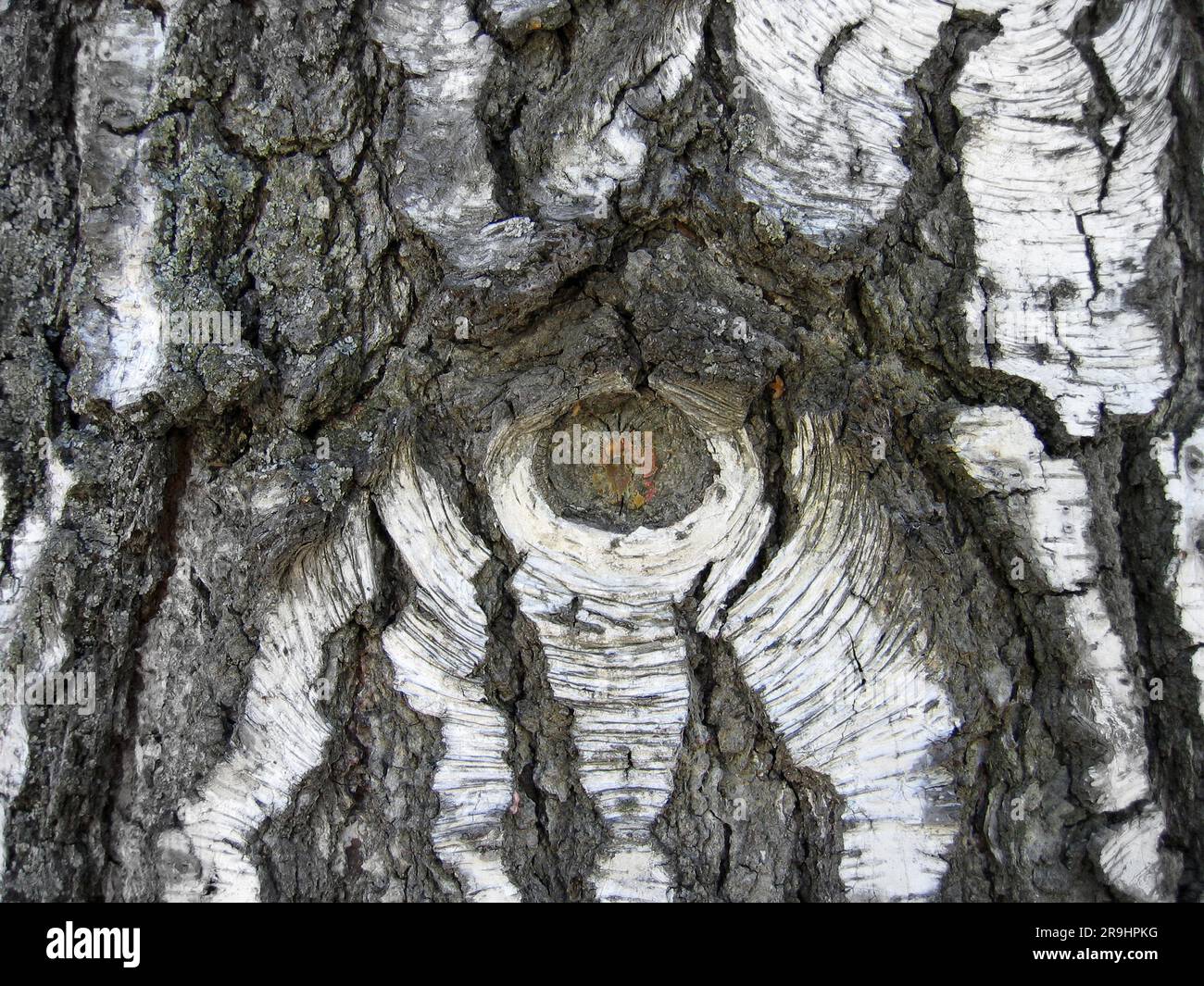 Écorce de vieux bouleau, texture naturelle en gros plan Banque D'Images