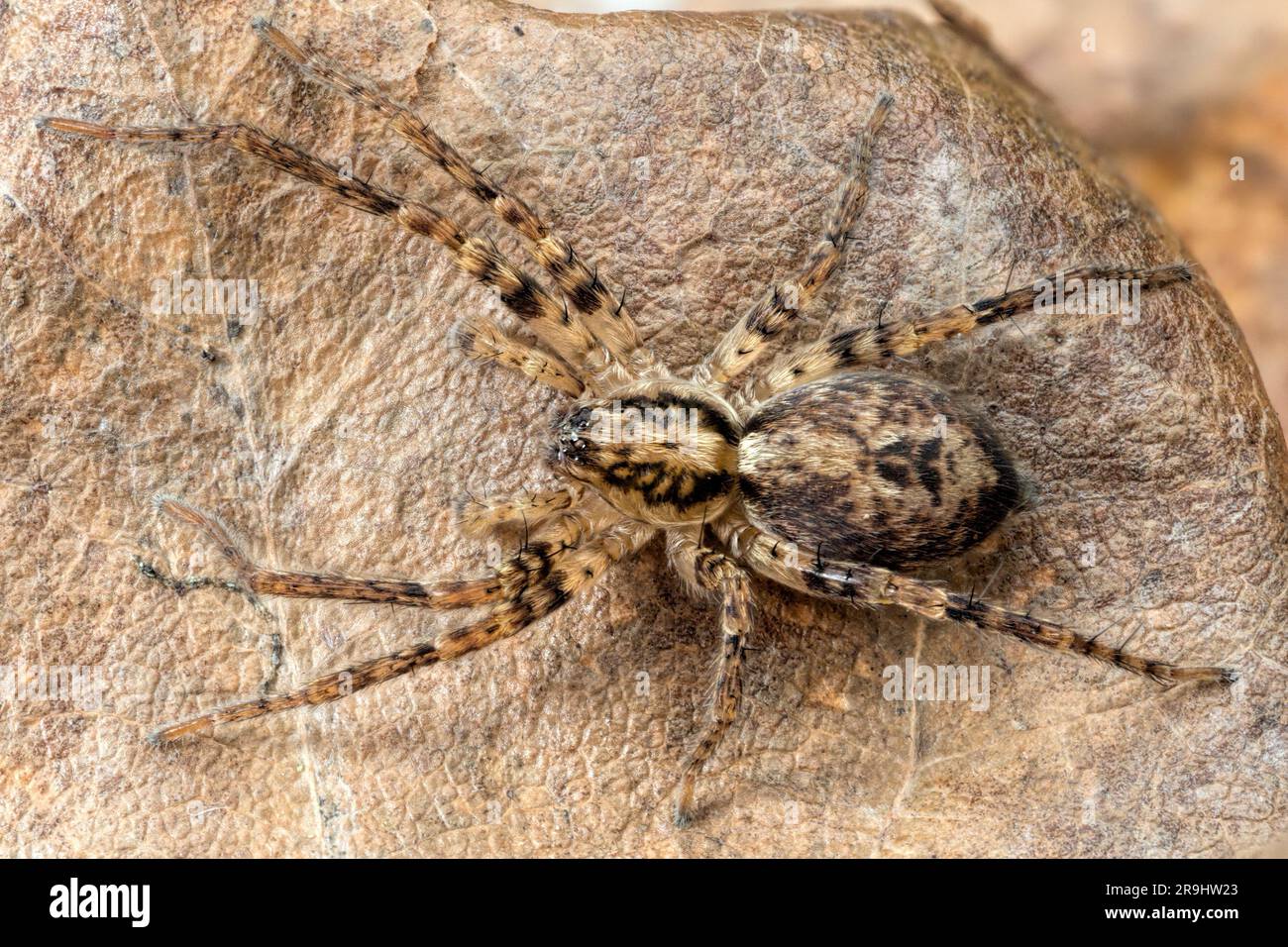 Araignée bourdonnante (Anyphaena accentuuata) au repos sur la feuille en décomposition. Tipperary, Irlande Banque D'Images
