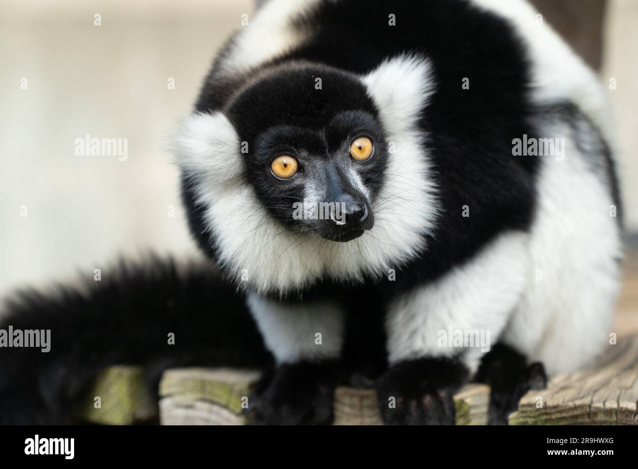 Noir et blanc La Gélinotte Lemur Banque D'Images