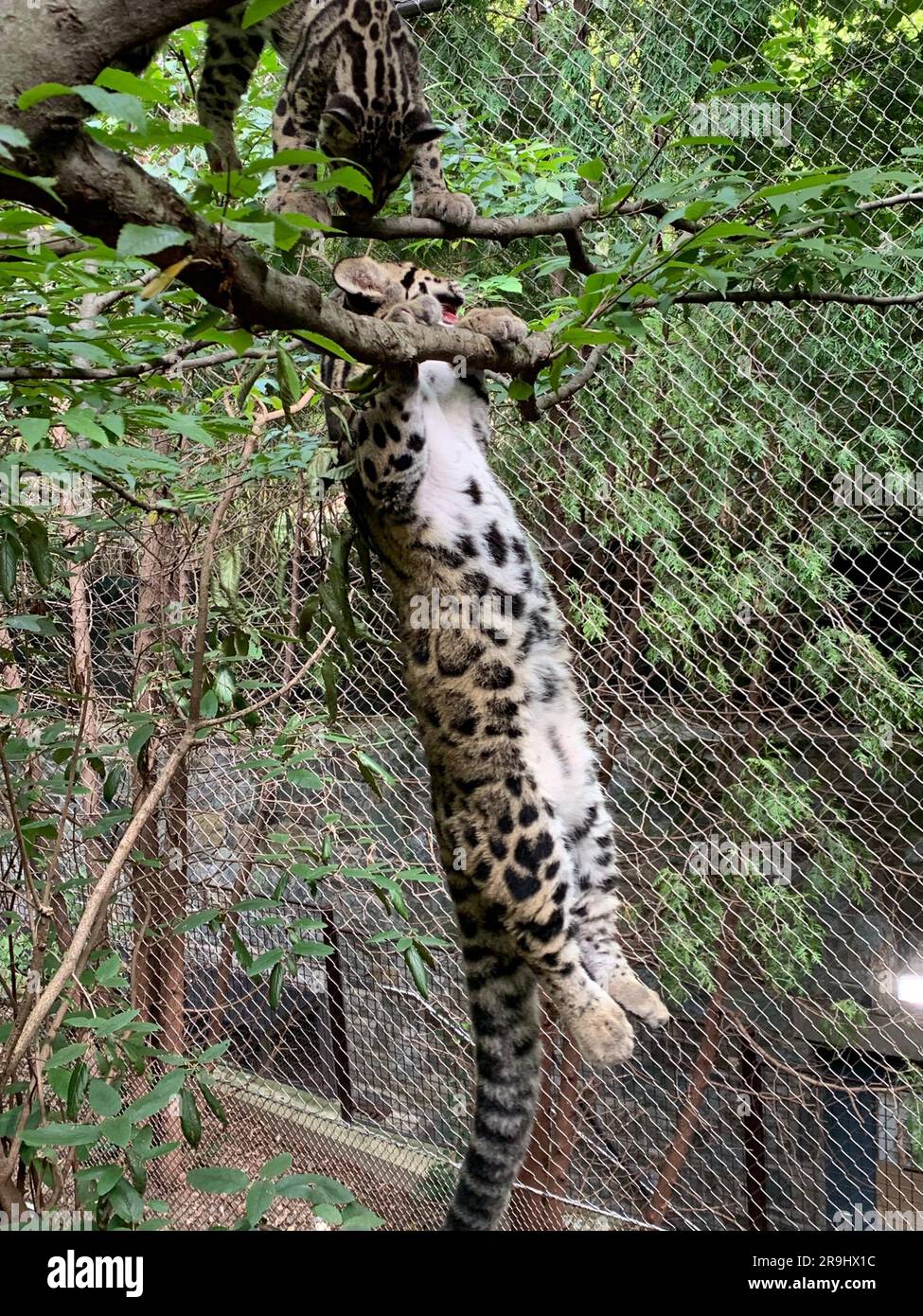 Un cub léopard trouble dans l'exposition Asia Traill du zoo national de Smithsonian. Banque D'Images