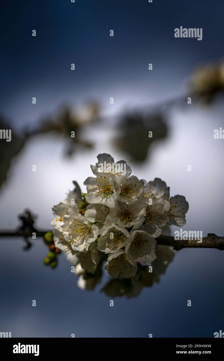 Cerisier en fleur, Pyrénées, France. Banque D'Images