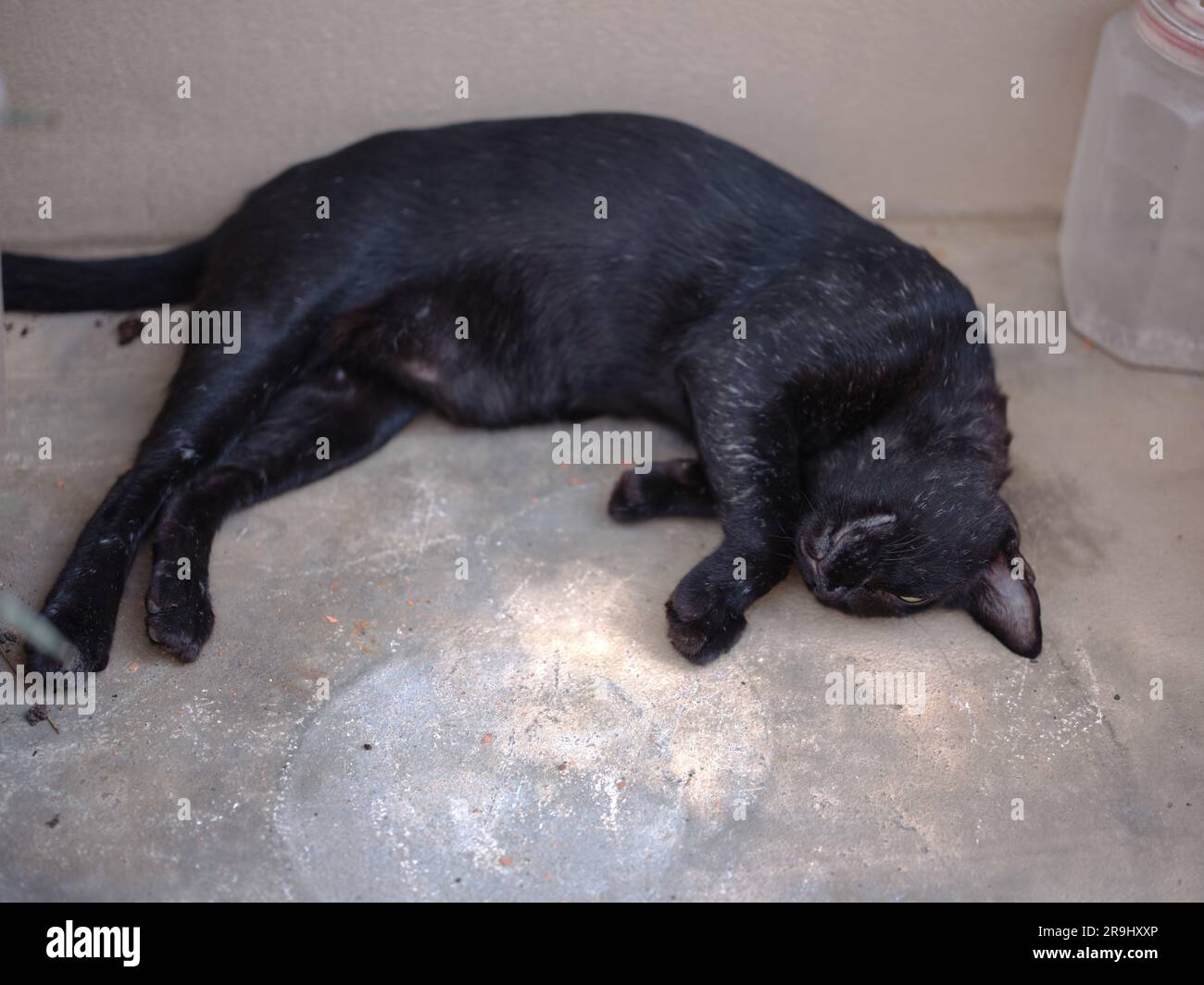 Le chat noir aux yeux jaunes repose sur le sol Banque D'Images