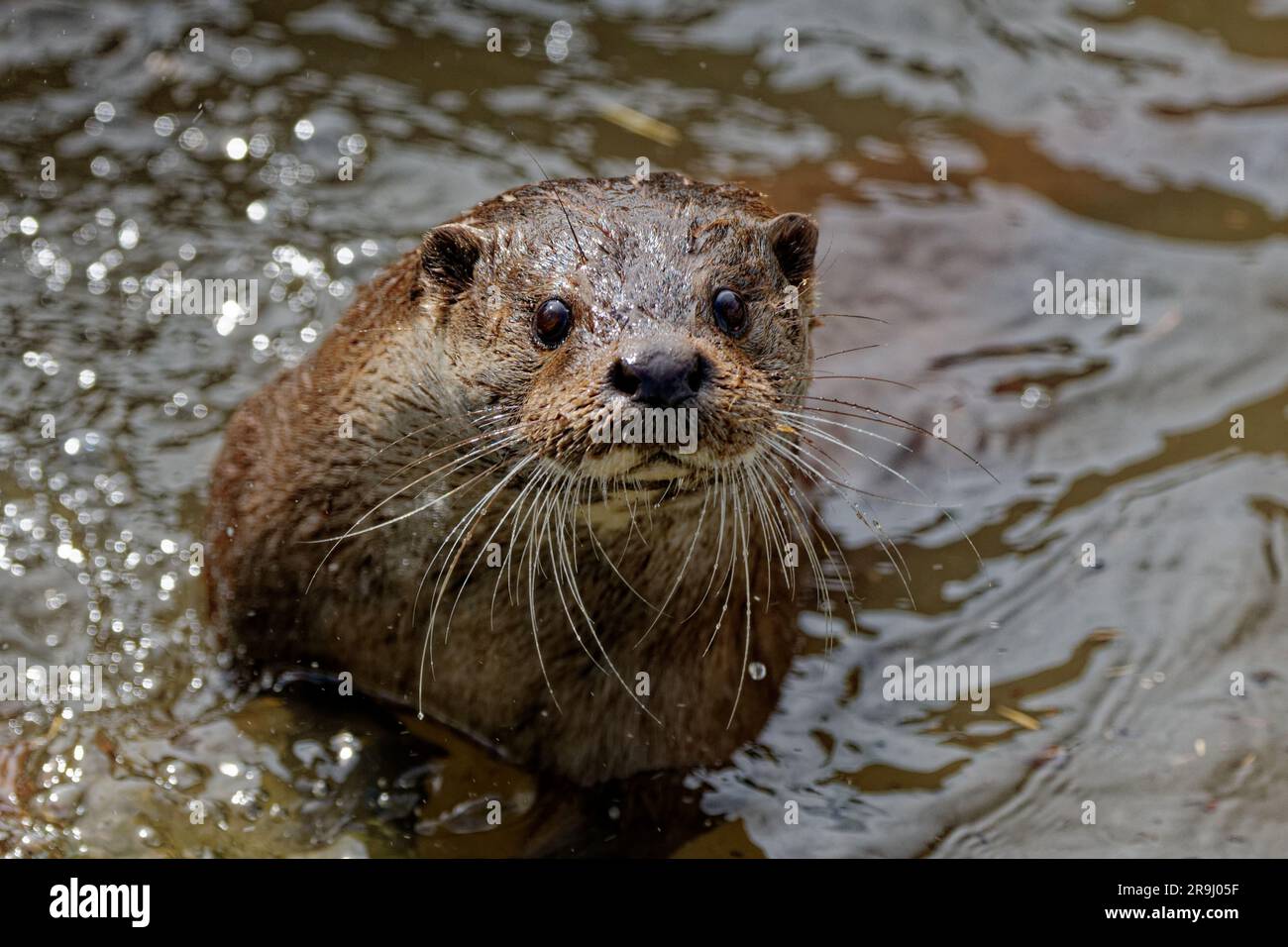 Loutre eurasienne (Lutra lutra) adulte mâle nageant parmi les jets d'eau. Banque D'Images