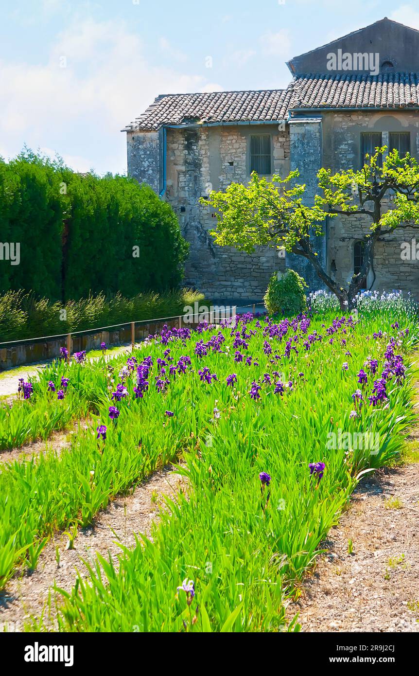 Explorez le champ Van Gogh - le jardin pittoresque de l'asile Saint-Paul - l'hôpital mental, servi dans l'ancien monastère, Saint-Rémy-de-Provence, F Banque D'Images