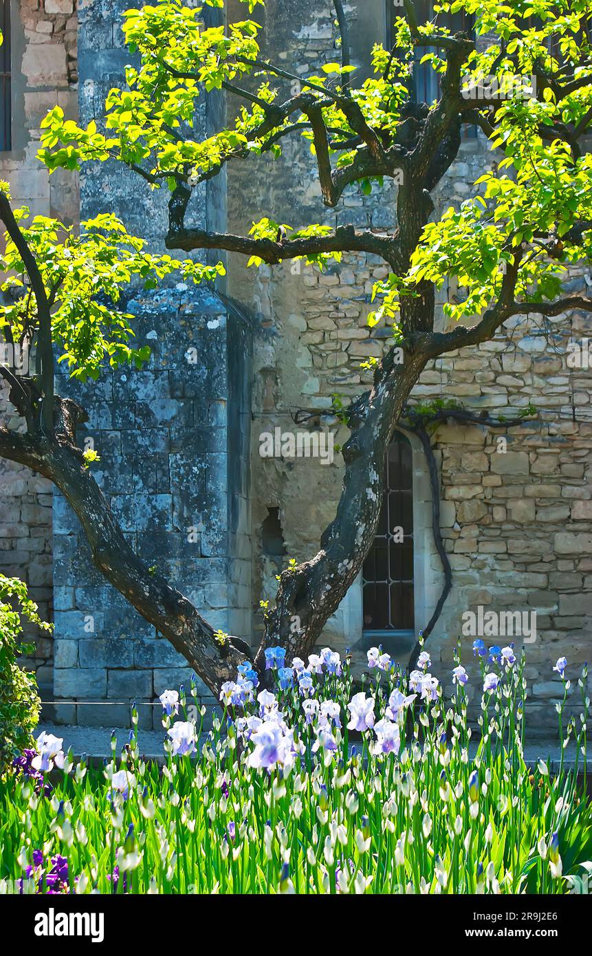 Les fleurs d'iris florissant du champ de Van Gogh contre le mur de pierre médiéval du Saint-Paul Asylum (monastère), Saint-Rémy-de-Provence, France Banque D'Images