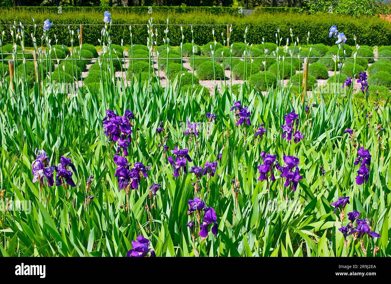 Le jardin de l'asile de Saint-Paul est devenu connu comme le champ de Van Gogh (peintre était un patient ici), ici encore on peut trouver l'iris brillant et laven Banque D'Images