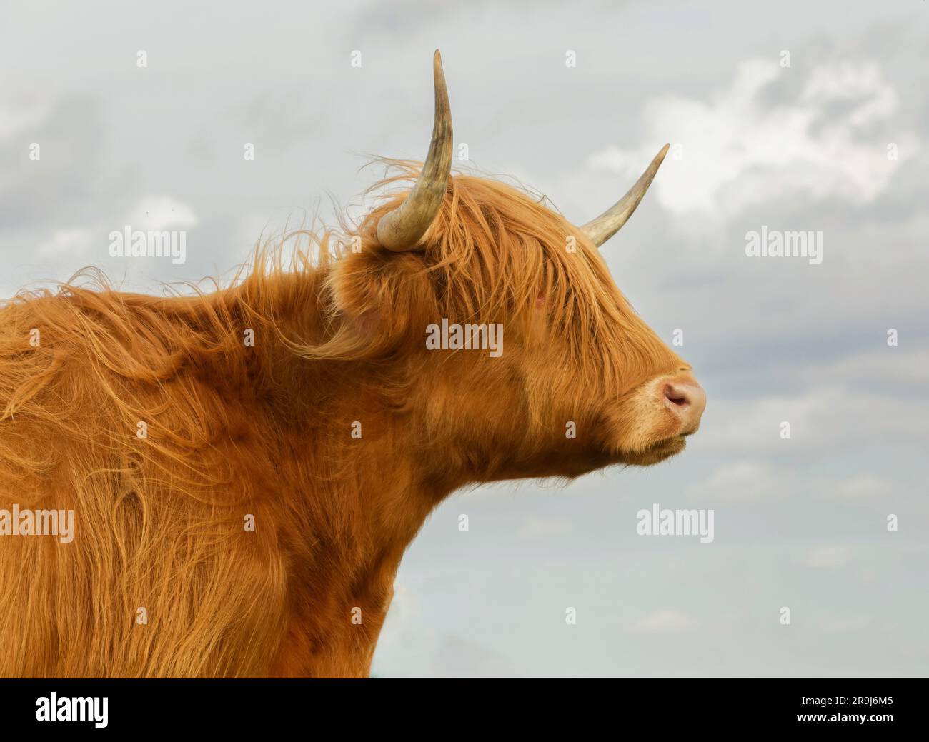 Le Highland Coo ou Heelan Coo est la plus ancienne race de bétail enregistrée au monde, connue sous le nom de doux géants de l'Écosse. Banque D'Images