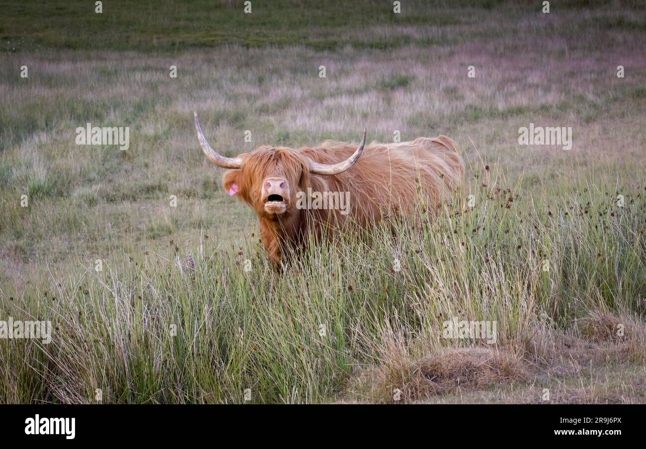 Le Highland Coo ou Heelan Coo est la plus ancienne race de bétail enregistrée au monde, connue sous le nom de doux géants de l'Écosse. Banque D'Images