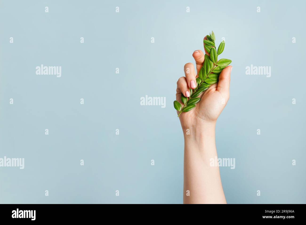 Main avec feuilles vertes sur fond bleu. La plante dans le bras, symbolisant l'unité de la nature et de l'homme. Protéger et aimer la nature Banque D'Images