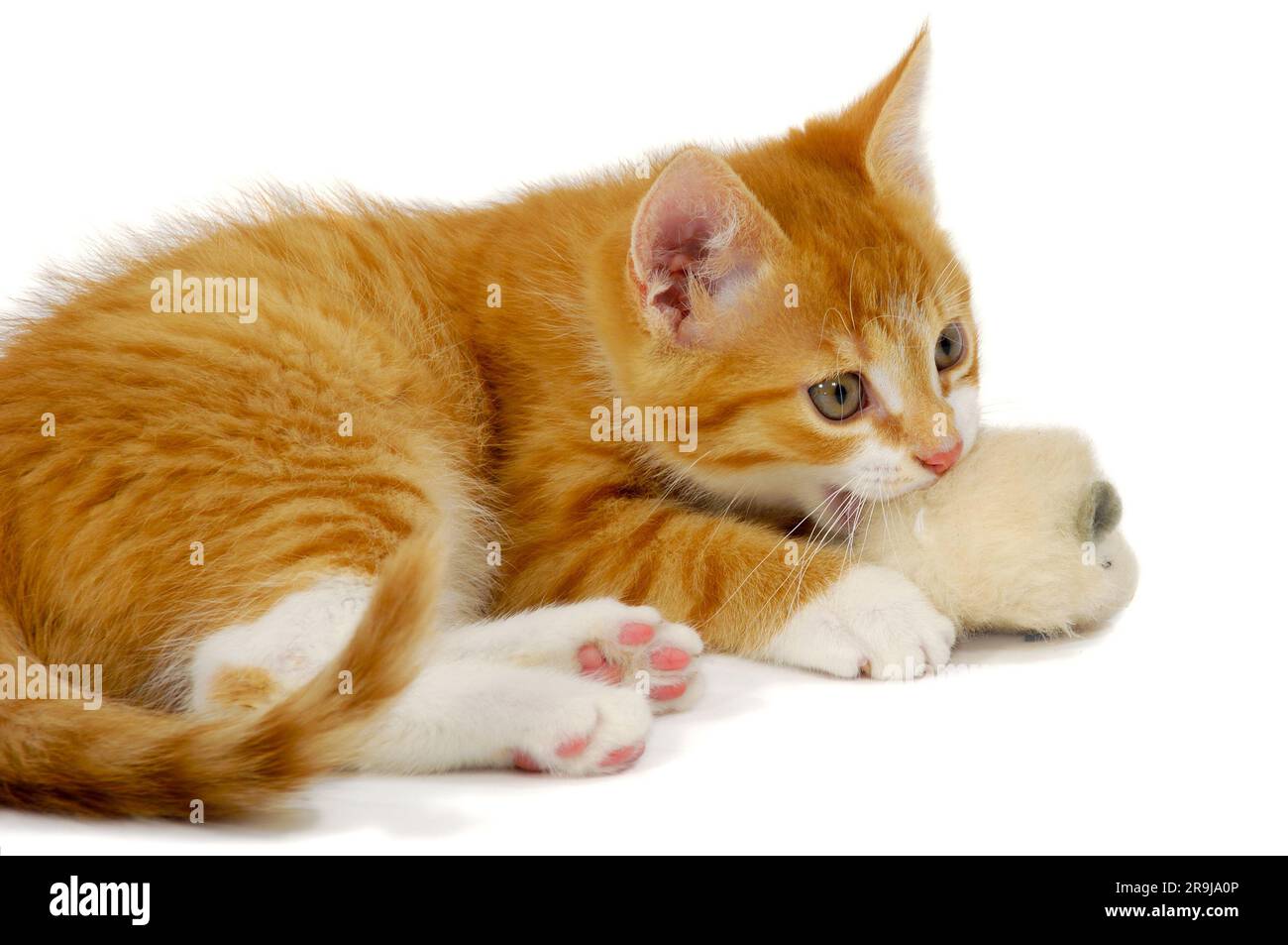 Le chaton de chat doux joue à la souris de jouet de wity Banque D'Images
