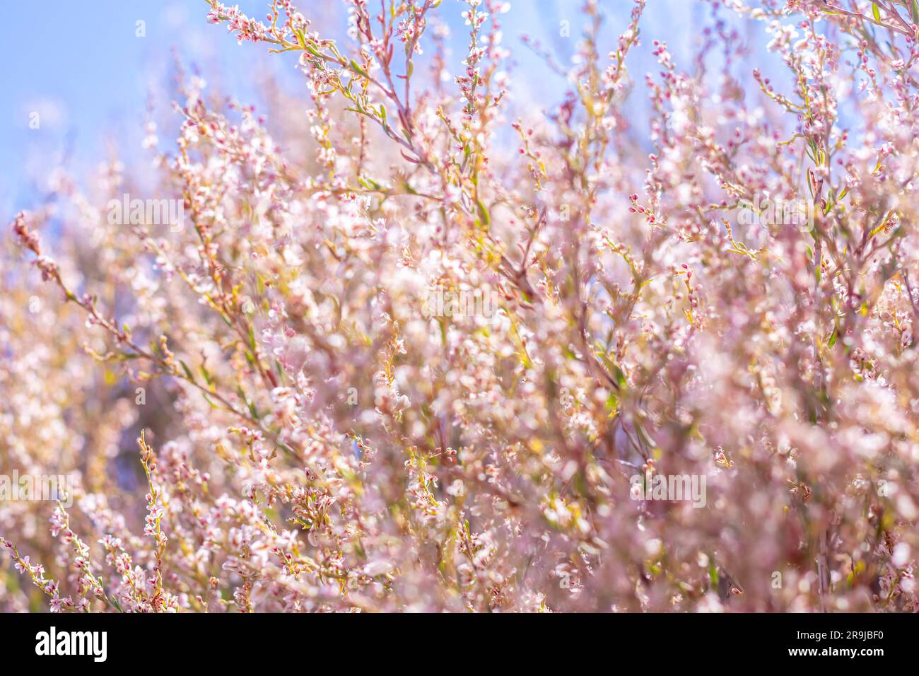 Champ avec de l'herbe sauvage séchée, fleur et des épillets beige gros plan sur un fond flou nature sauvage et tendance concept saison automne. Banque D'Images