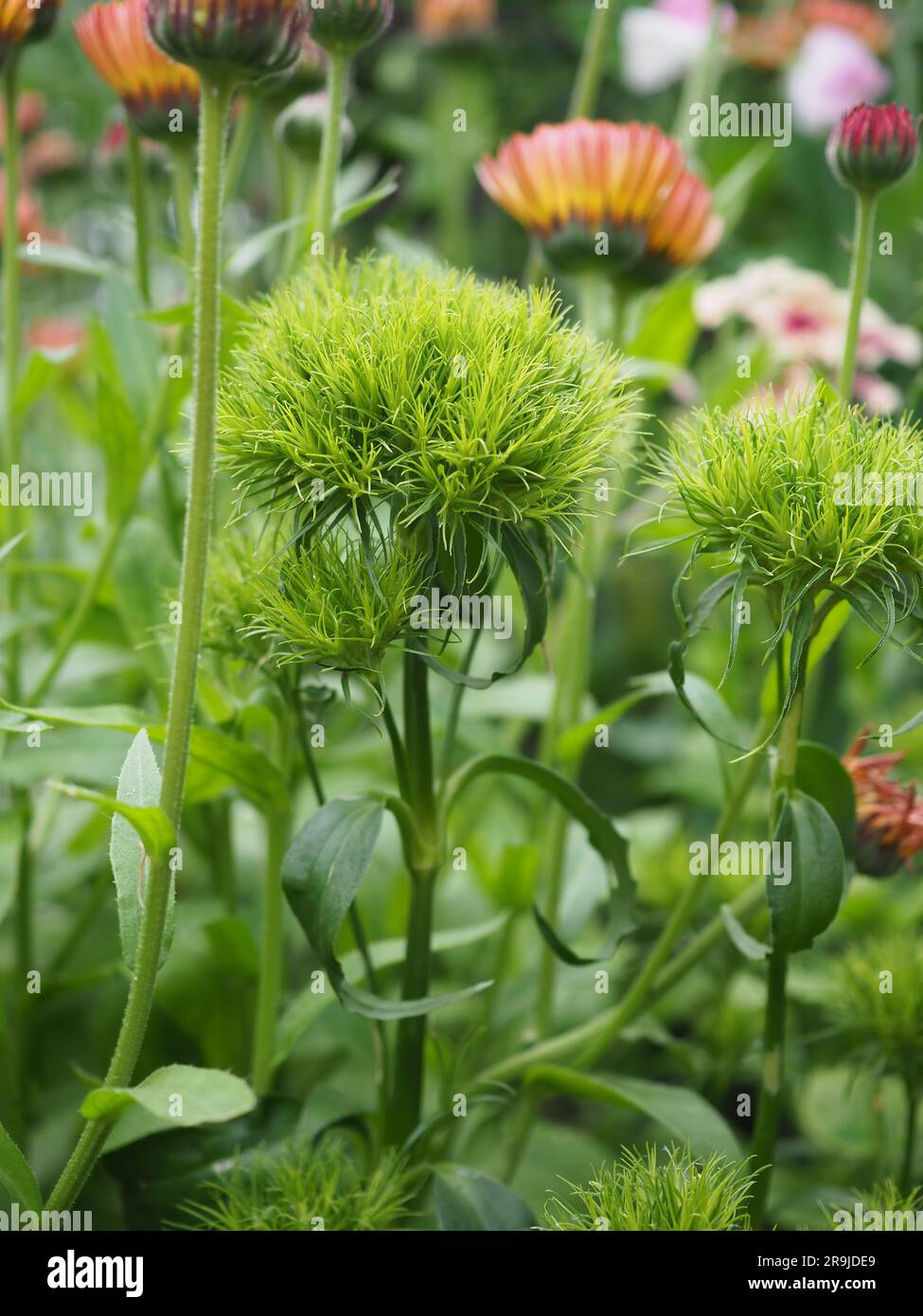 Gros plan de l'inhabituel Sweet William Dianthus barbatus 'Green Trick' fleur épi dans une parcelle de fleurs coupées d'un jardin britannique en été Banque D'Images