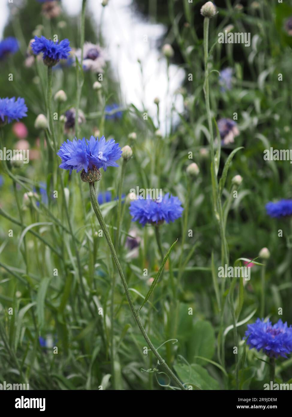 Centaurea cyanus 'Blue Ball' (bleuet) plantes en fleur du point de vue des yeux dans une prairie ou une parcelle de fleurs coupées en été en Grande-Bretagne Banque D'Images