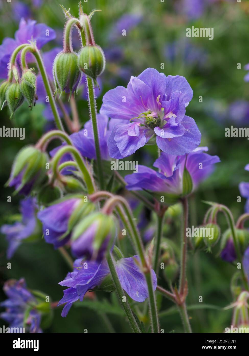 Gros plan d'une fleur de géranium pratense robuste violette « Azure Skies » (bec de cranesbill) et de boutons floraux hochés dans un jardin britannique en juin Banque D'Images