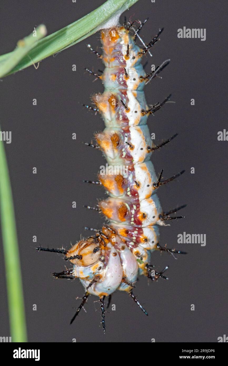 Nymphe de chenille de Fritillary du Golfe (Agraulis vanillae) Banque D'Images