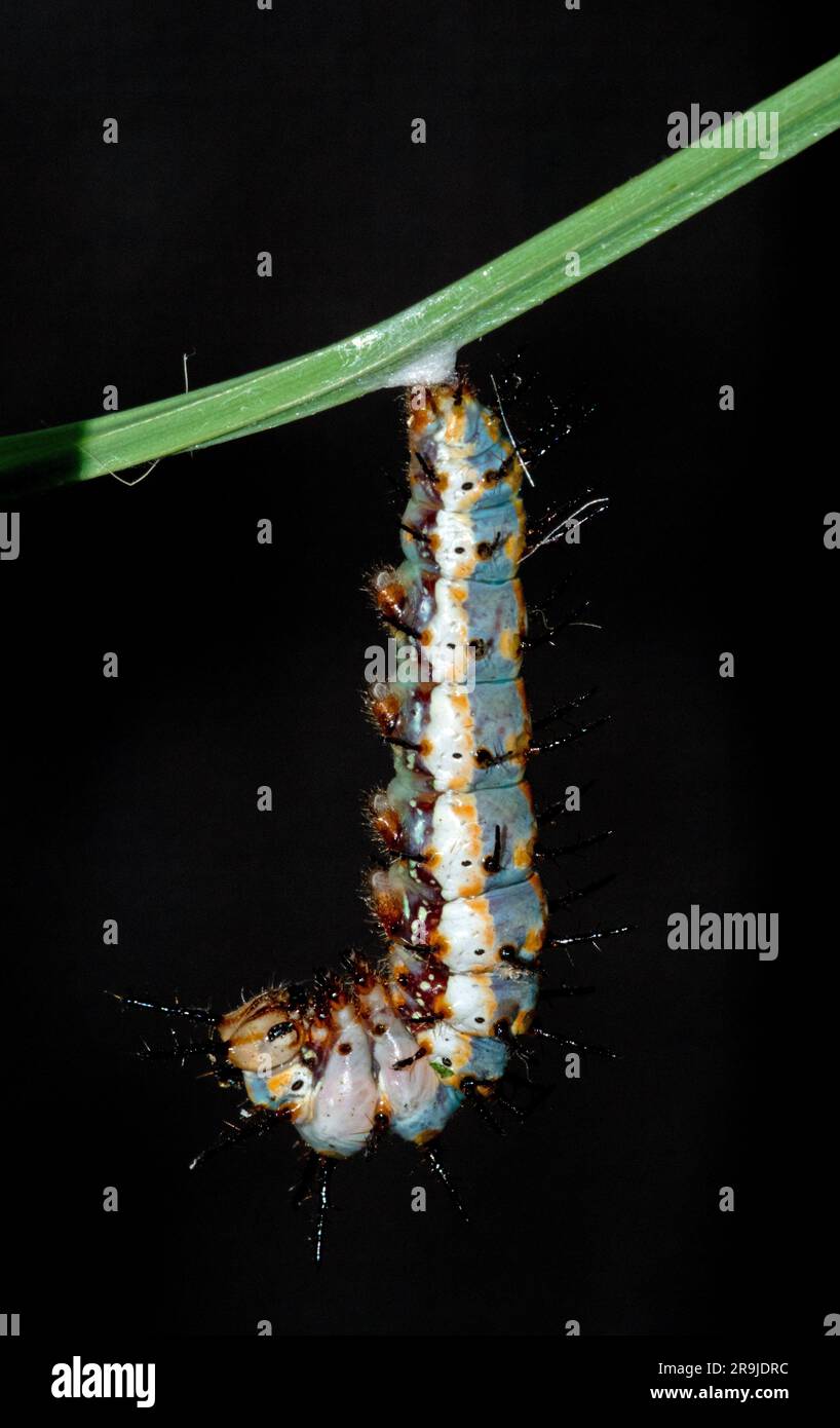 Nymphe de chenille de Fritillary du Golfe (Agraulis vanillae) Banque D'Images