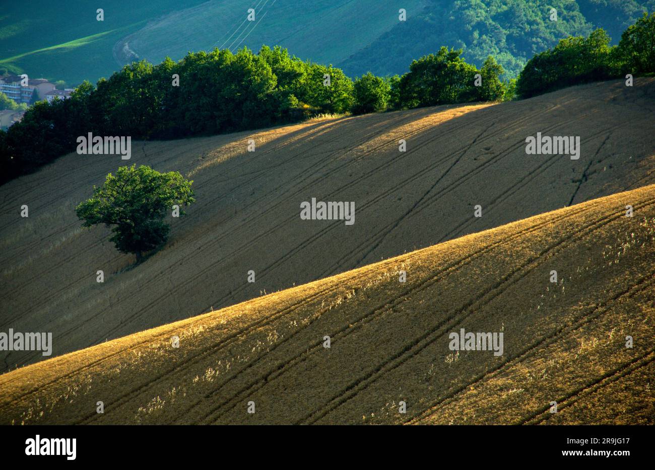 una quercia solitaria en mezzo ad un campo di grano maturo Banque D'Images
